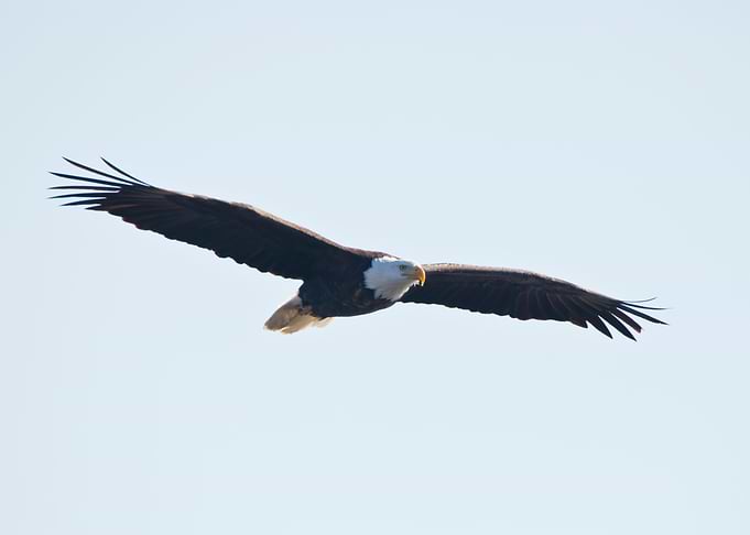 Eagle soaring in blue sky
