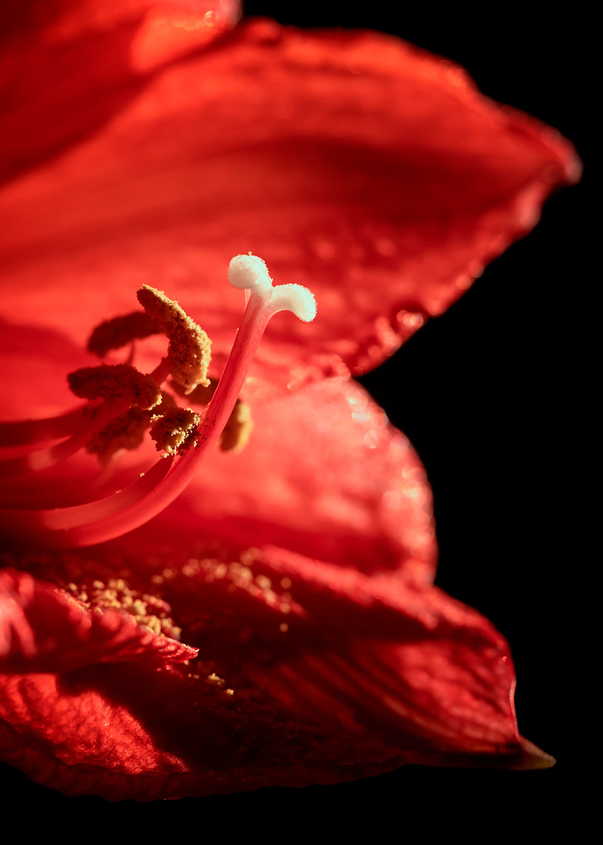 Beautiful red amaryllis