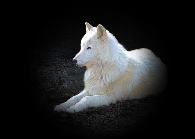 White wolf