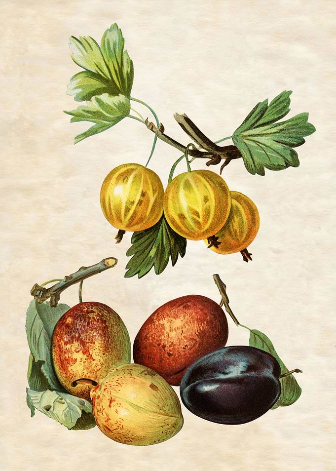 PLUMS BUNCH VINTAGE