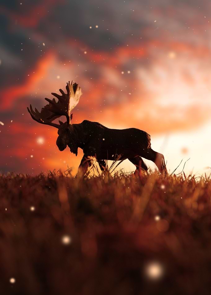 Moose extreme