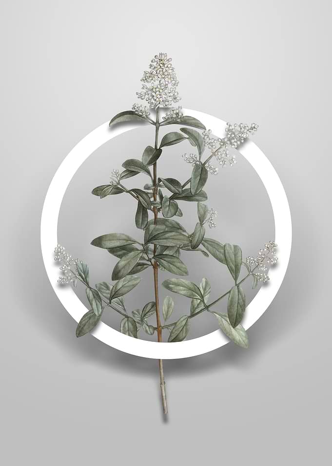 Vintage Wild Privet Flower