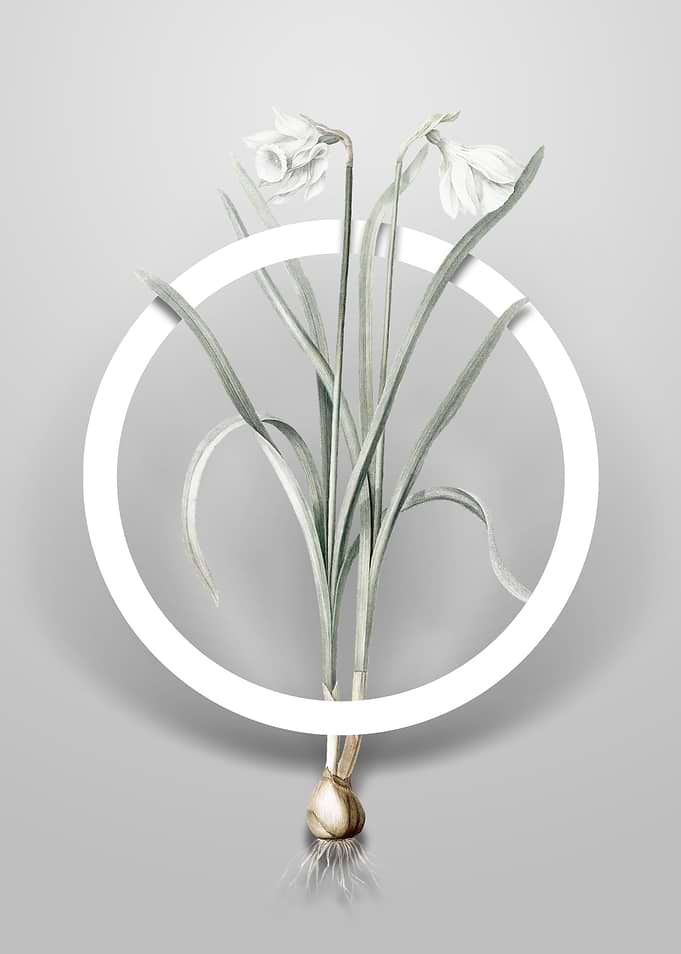 Narcissus Candidissimus