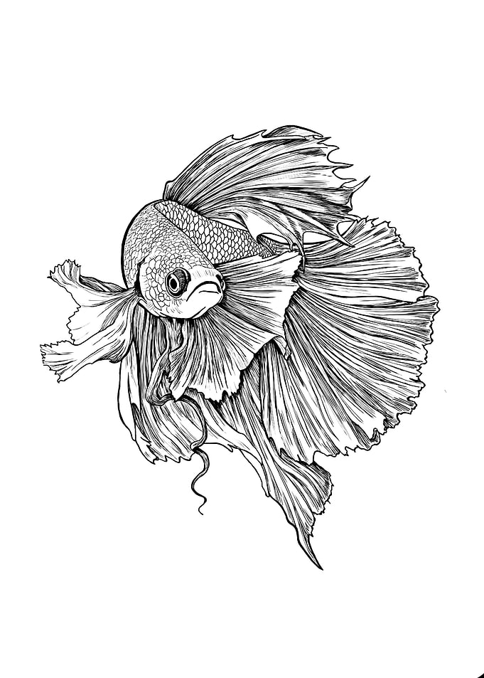 fish