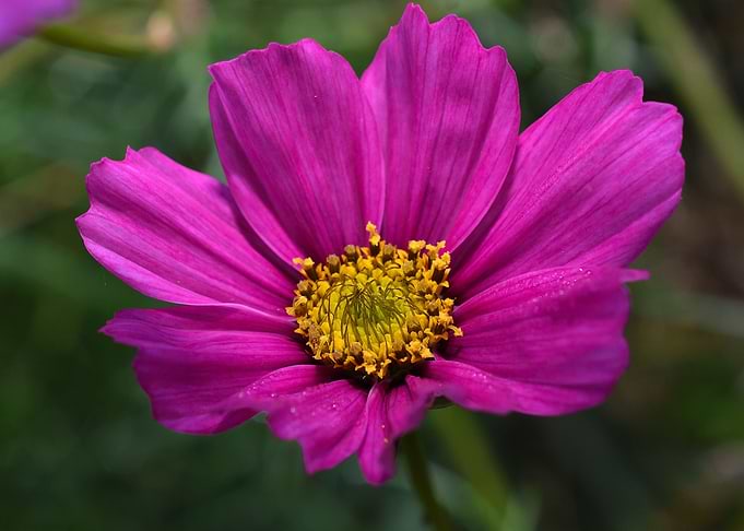 Cosmos bipinnatus