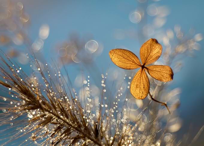Autumn impression