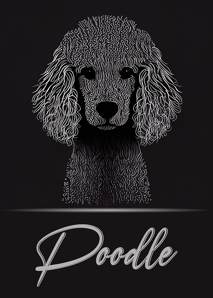 Elegant Poodle