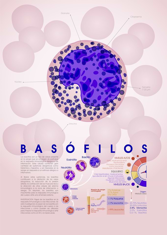Basofilo