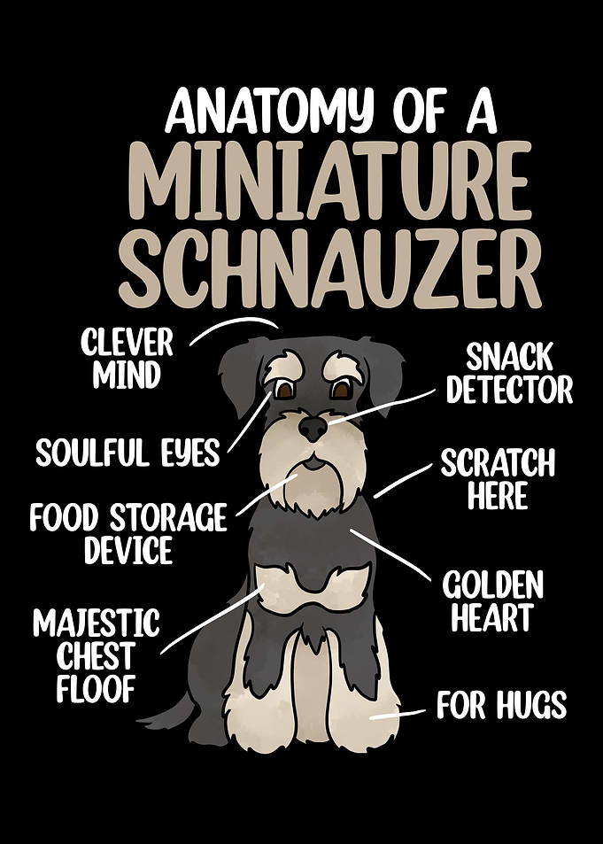 Anatomy Of A Schnauzer