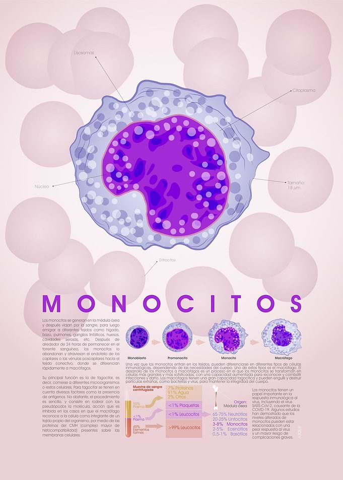 Monocito