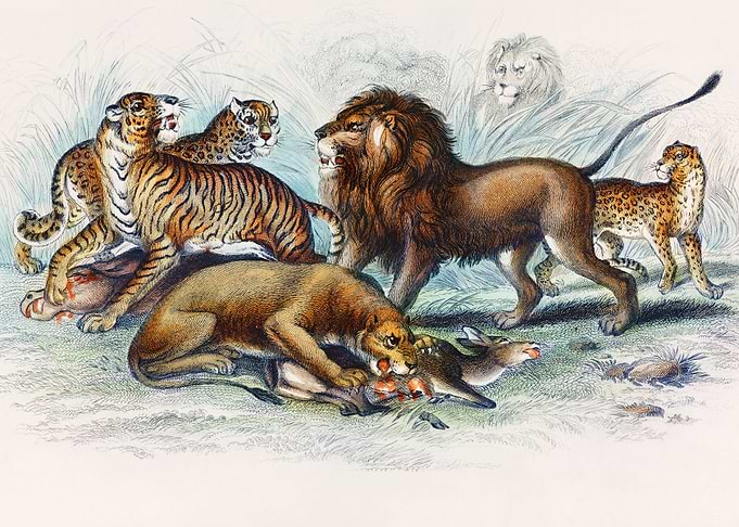 Fauna