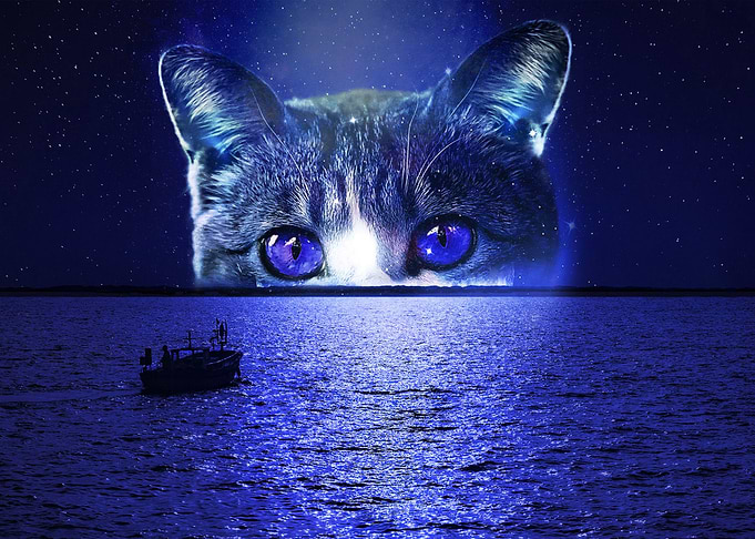 The Blue Sea Cat