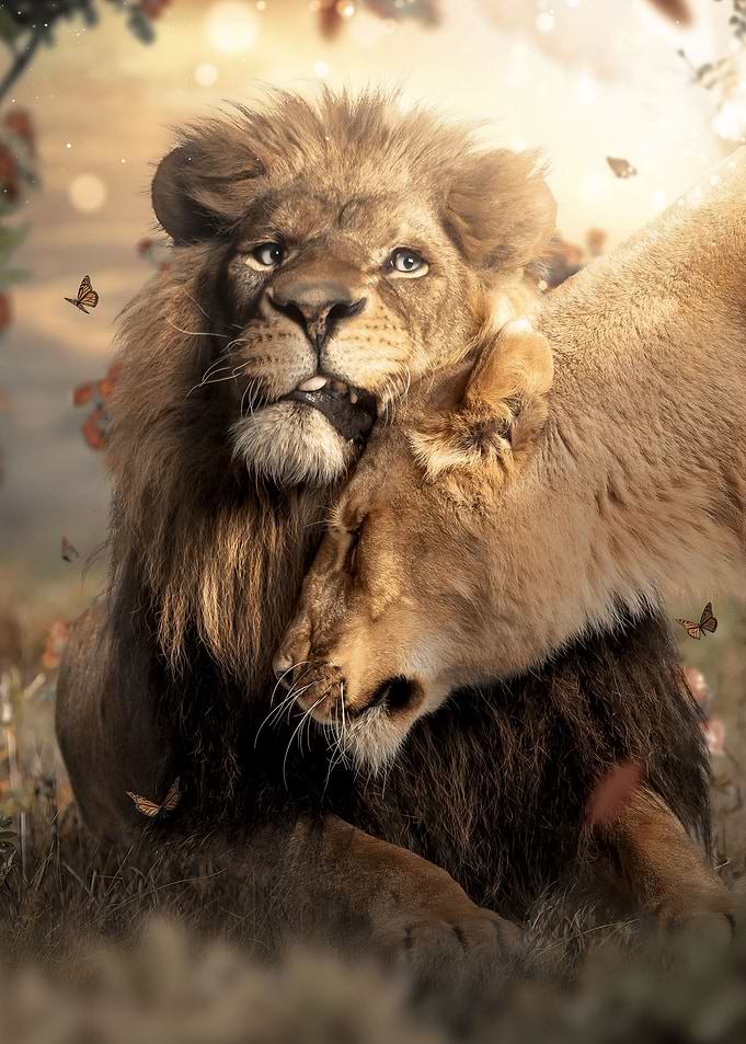 Lion Cuddles