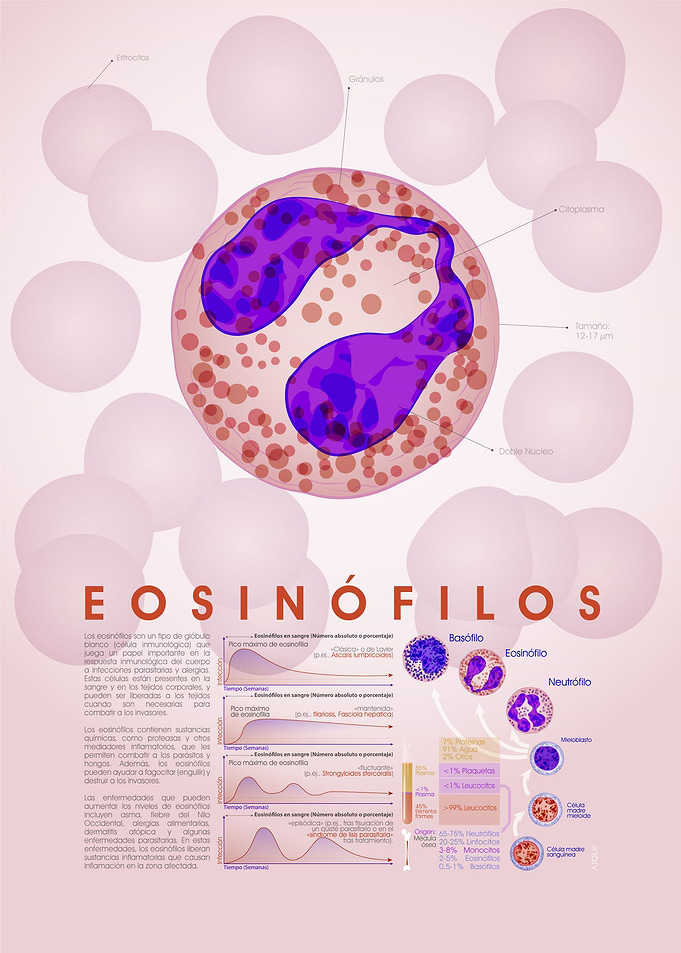 Eosinofilo