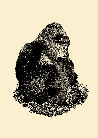 Gorilla