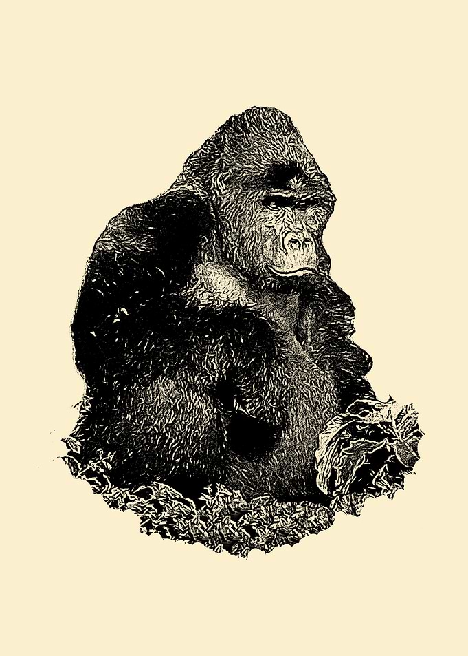 Gorilla