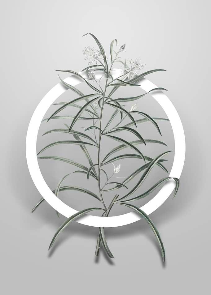 Narrow Leaf Spider Flower