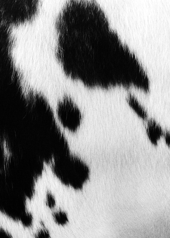 The Beauty Cow