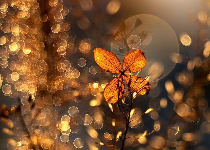 Autumn impression