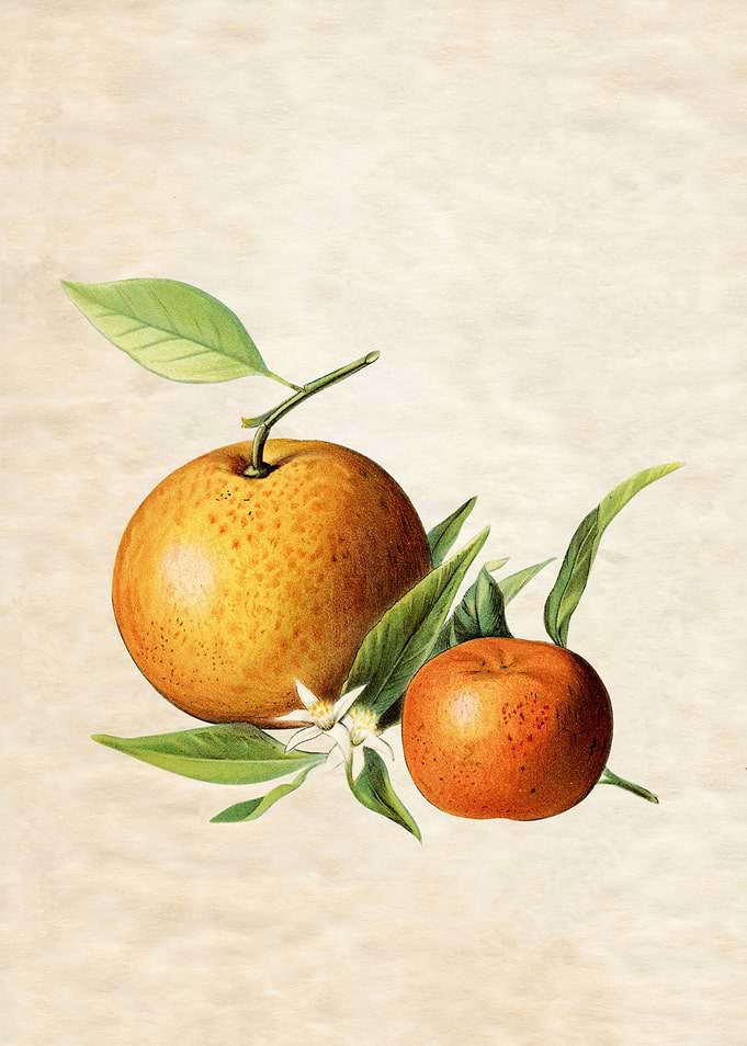 CITRUS VINTAGE
