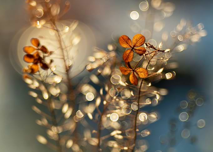 Autumn impression
