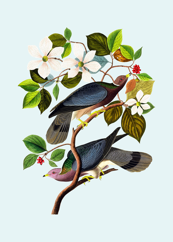 Vintage Band Tailed Pigeon