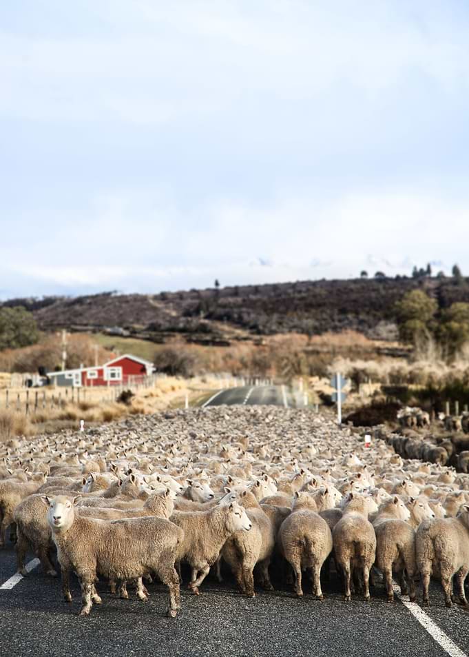 Rush hour of sheeps