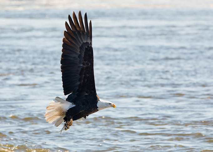 Bald eagle with fish