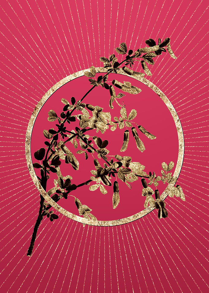 Caragana Sinica on Magenta