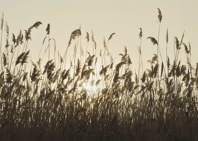 Neutral pampas grass