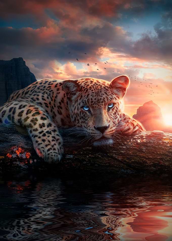 Jaguar At Sunset