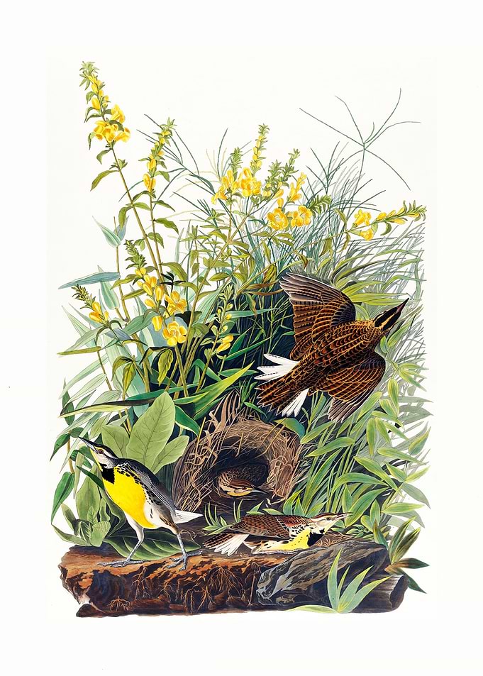 Vintage Meadowlarks