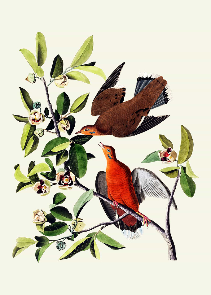 Zenaida Doves