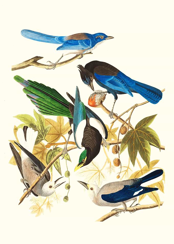 Vintage Birds