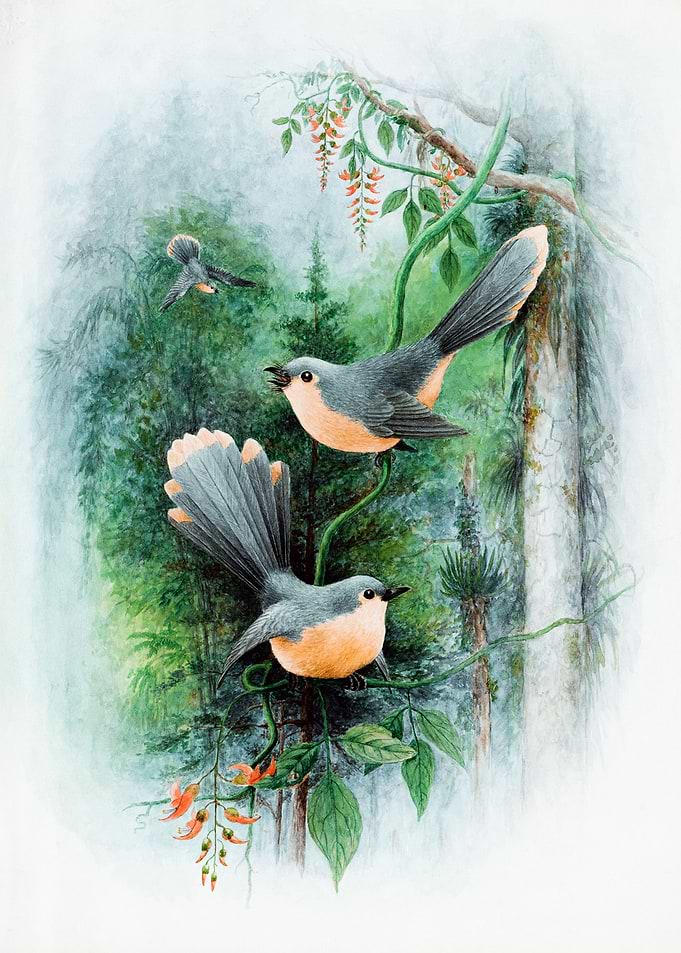 Vintage Fantail Wrens