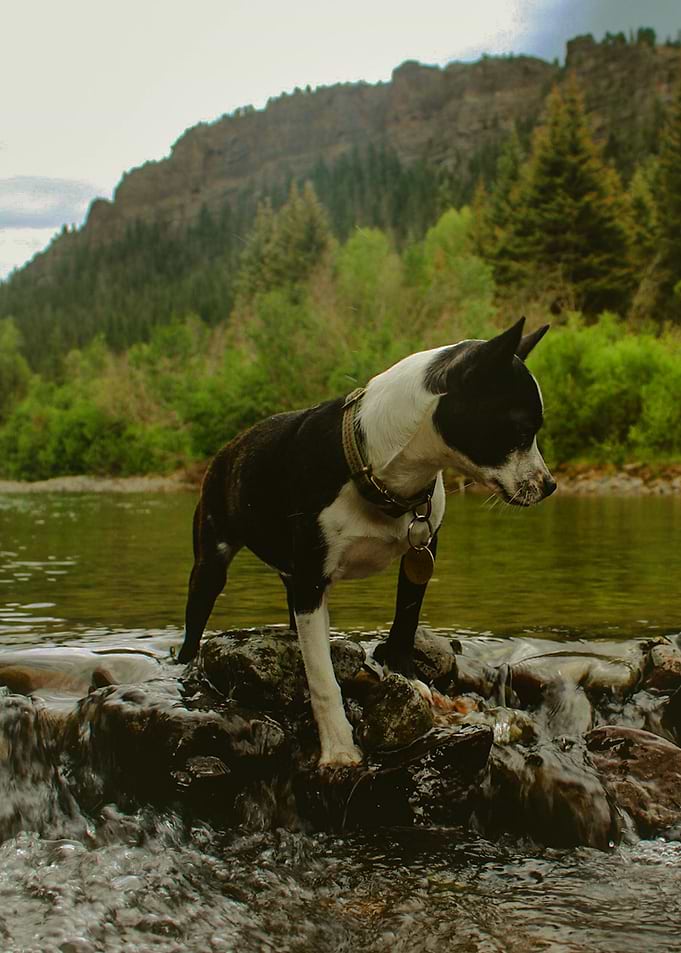 DOGS