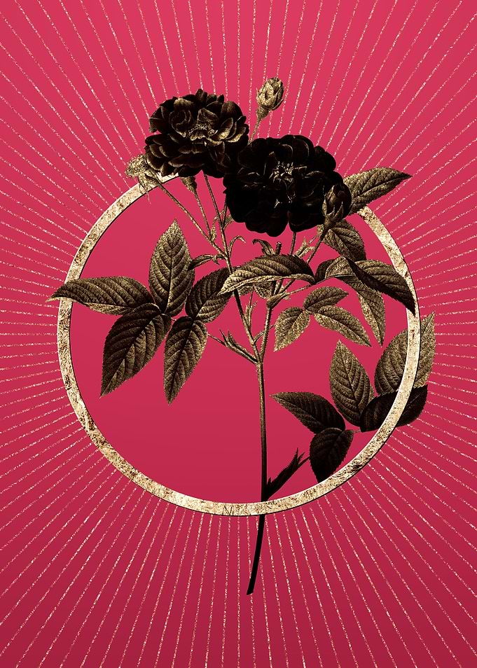 Van Eeden Rose on Magenta