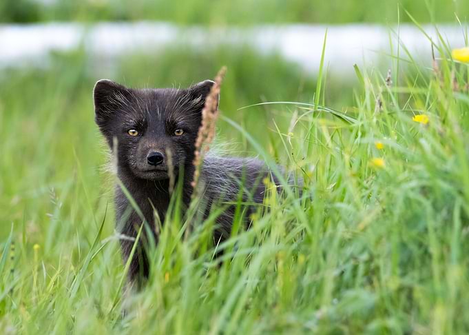 Arctic fox portrait