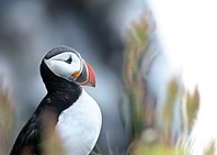 Puffin portrait in Iceland
