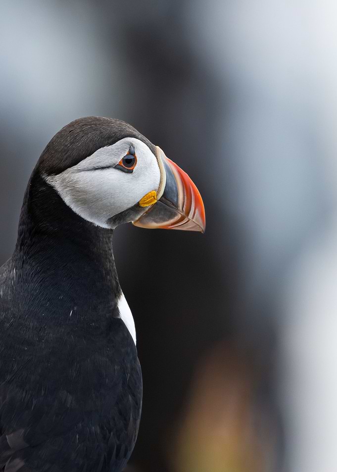 Puffin portrait in Iceland