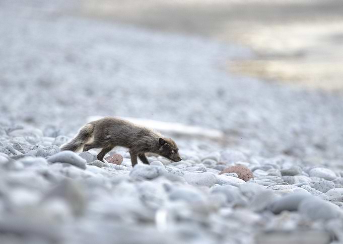 Arctic fox in Iceland