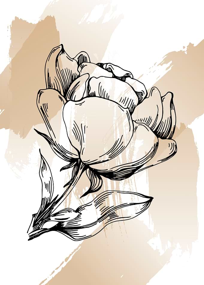 Peonies