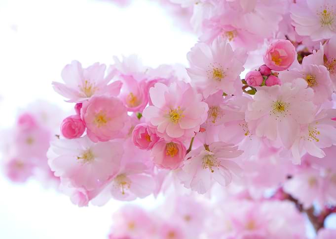 Flowering Buds of May