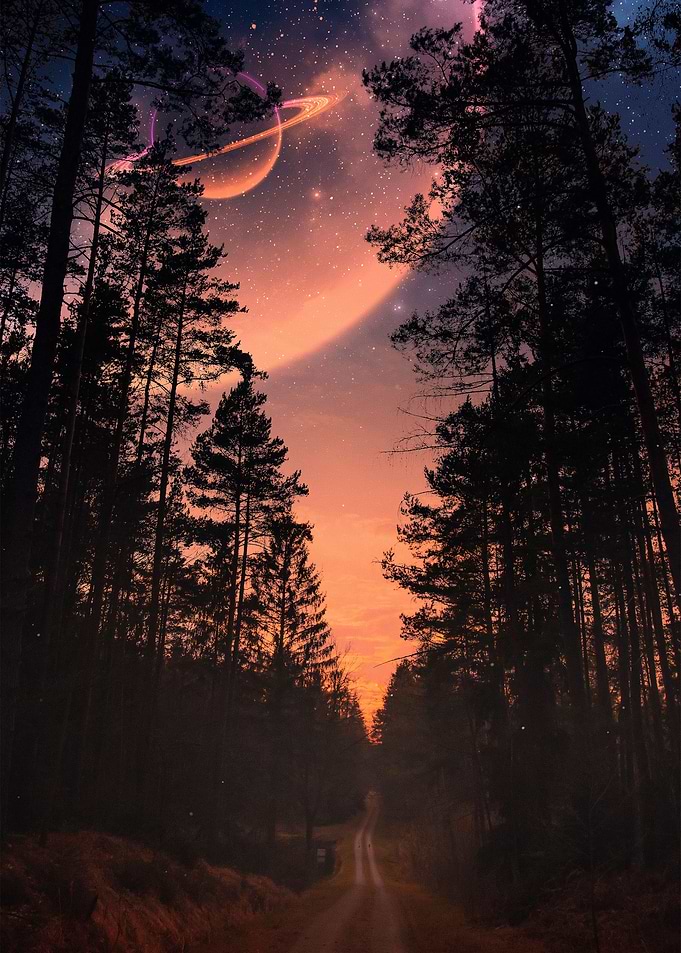 Magic forest view