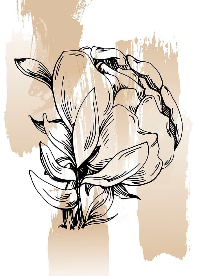 Peonies