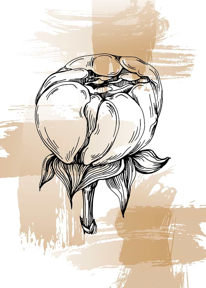 Peonies