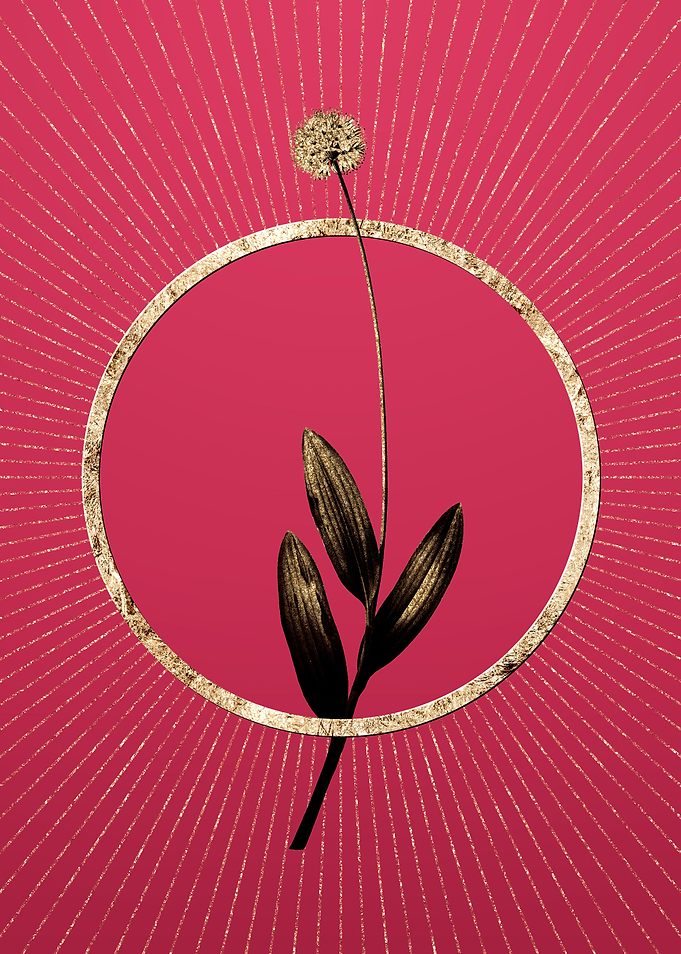 Viva Magenta Victory Onion