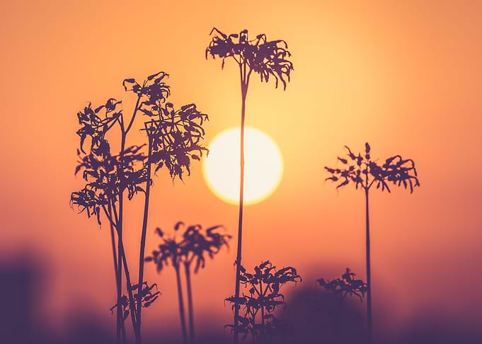 Flower silhouettes