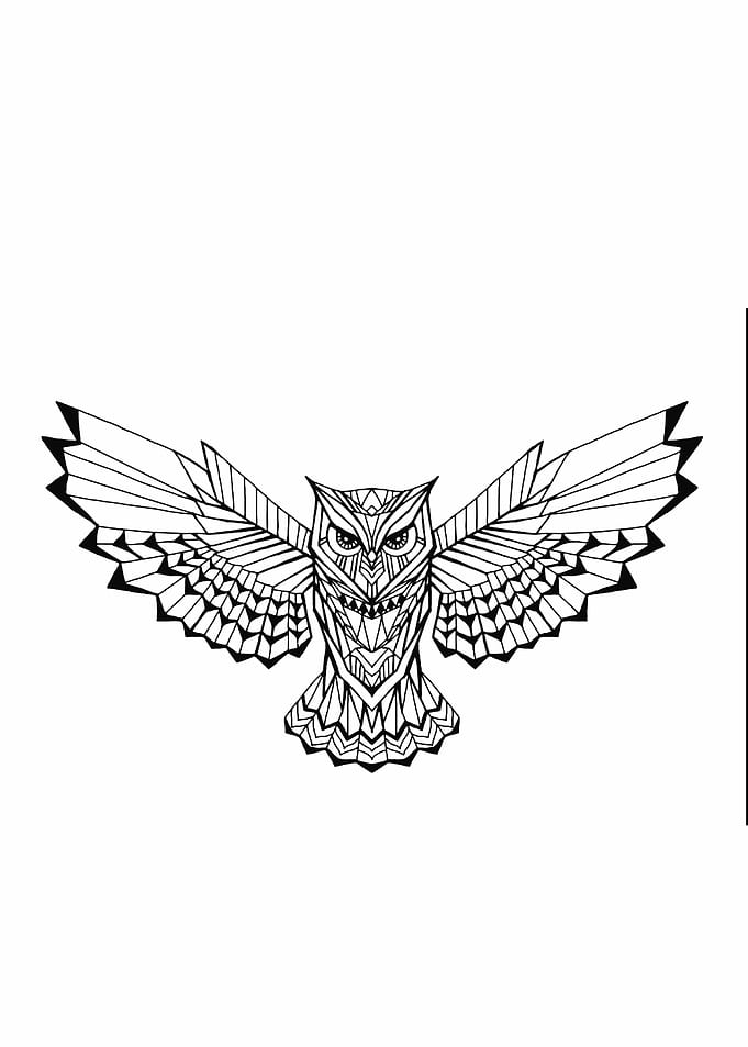owl