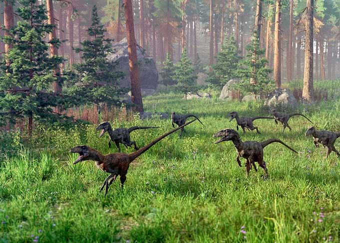 Raptor hunting